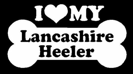 I Love My Lancashire Heeler