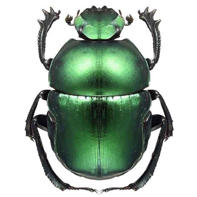 Green Beetle Sticker2