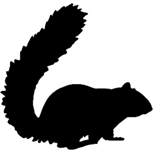 squirrel decal 5
