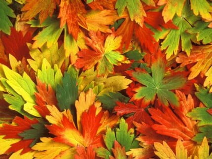 Fall Colors Adhesive Wall Graphics 38