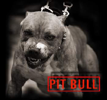 Pitbull Photo Stickers 10