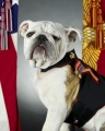 USMC official mascot English bulldog