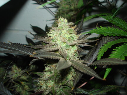 Bud Picture 11