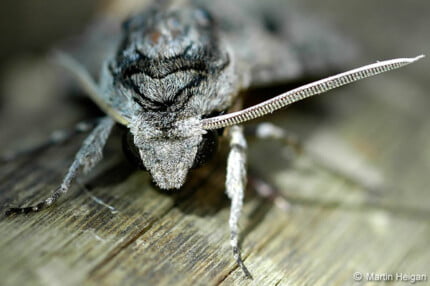 Bugs Up Close 15