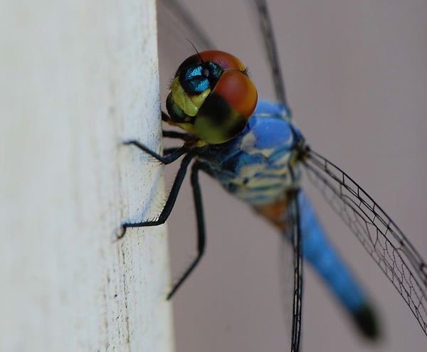 Bugs Up Close 37