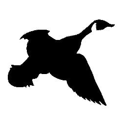 Flying Canada Goose Adhesive Decal