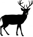 Deer Hunting Decals