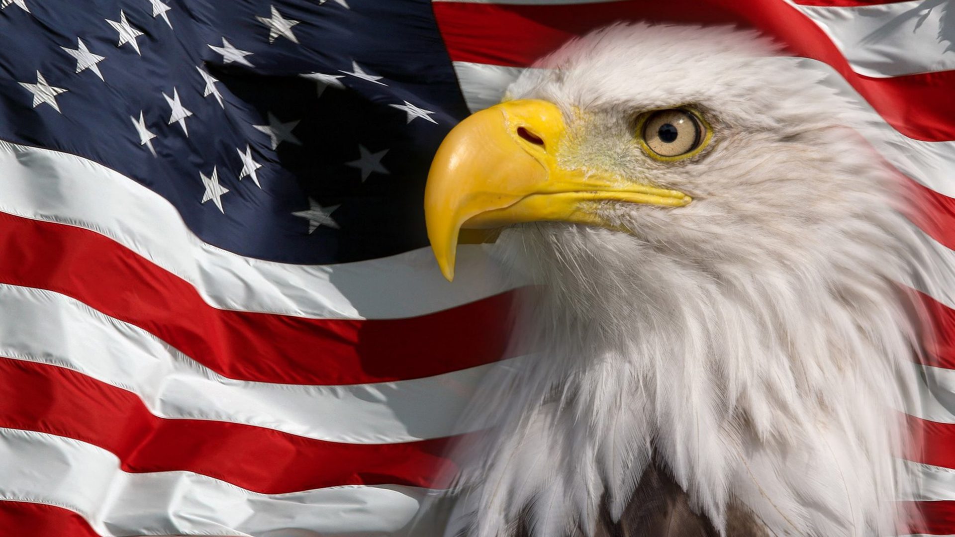 American Flag And Bald Eagle STICKER Pro Sport Stickers American Flag And Bald Eagle Sticker 04476