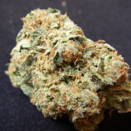 bud picture 14