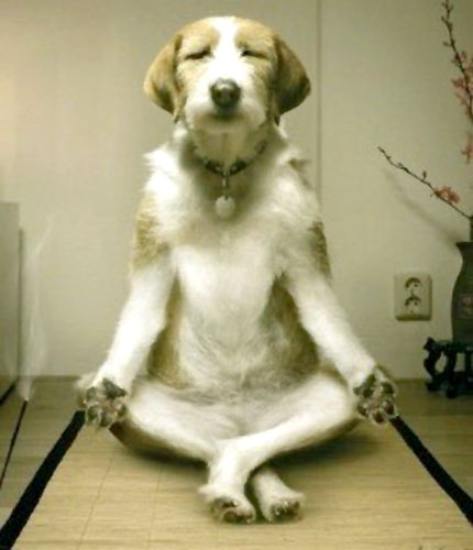 Funny Dog Yoga Sticker