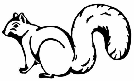Squirrel Decal