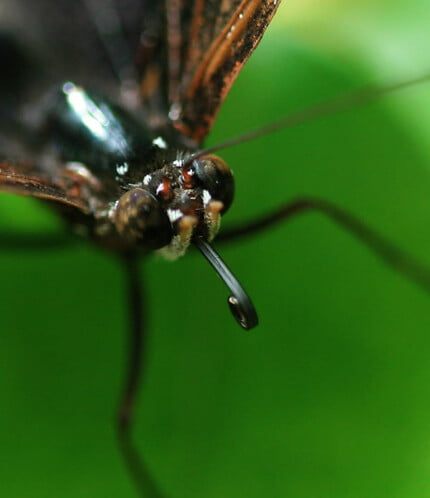 Bugs Up Close 22
