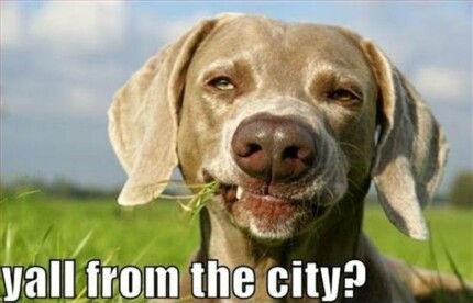 funny dog redneck city sticker