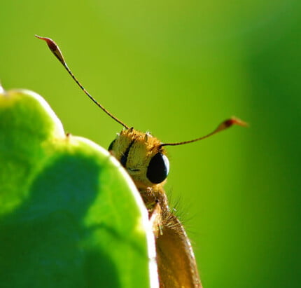 Bugs Up Close 25