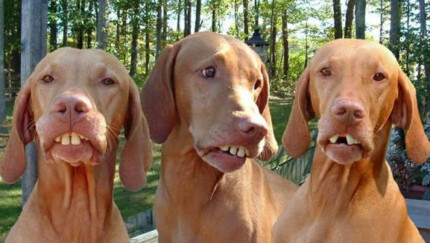 redneck hound dogs sticker