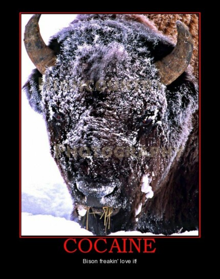 cocaine bison buffalo snow demotivational