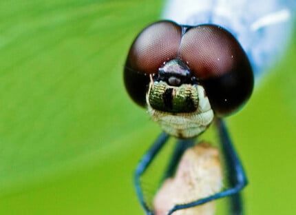 Bugs Up Close 28