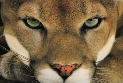 Cougar Face Color Decal