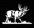whitetail deer in grass hunting die cut decal