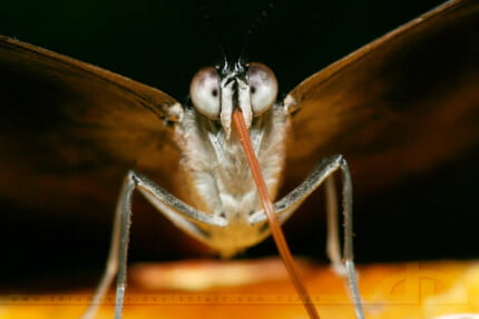 Bugs Up Close 03