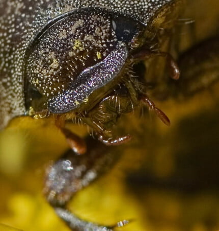Bugs Up Close 34