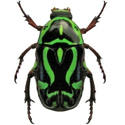 Green Beetle Sticker1